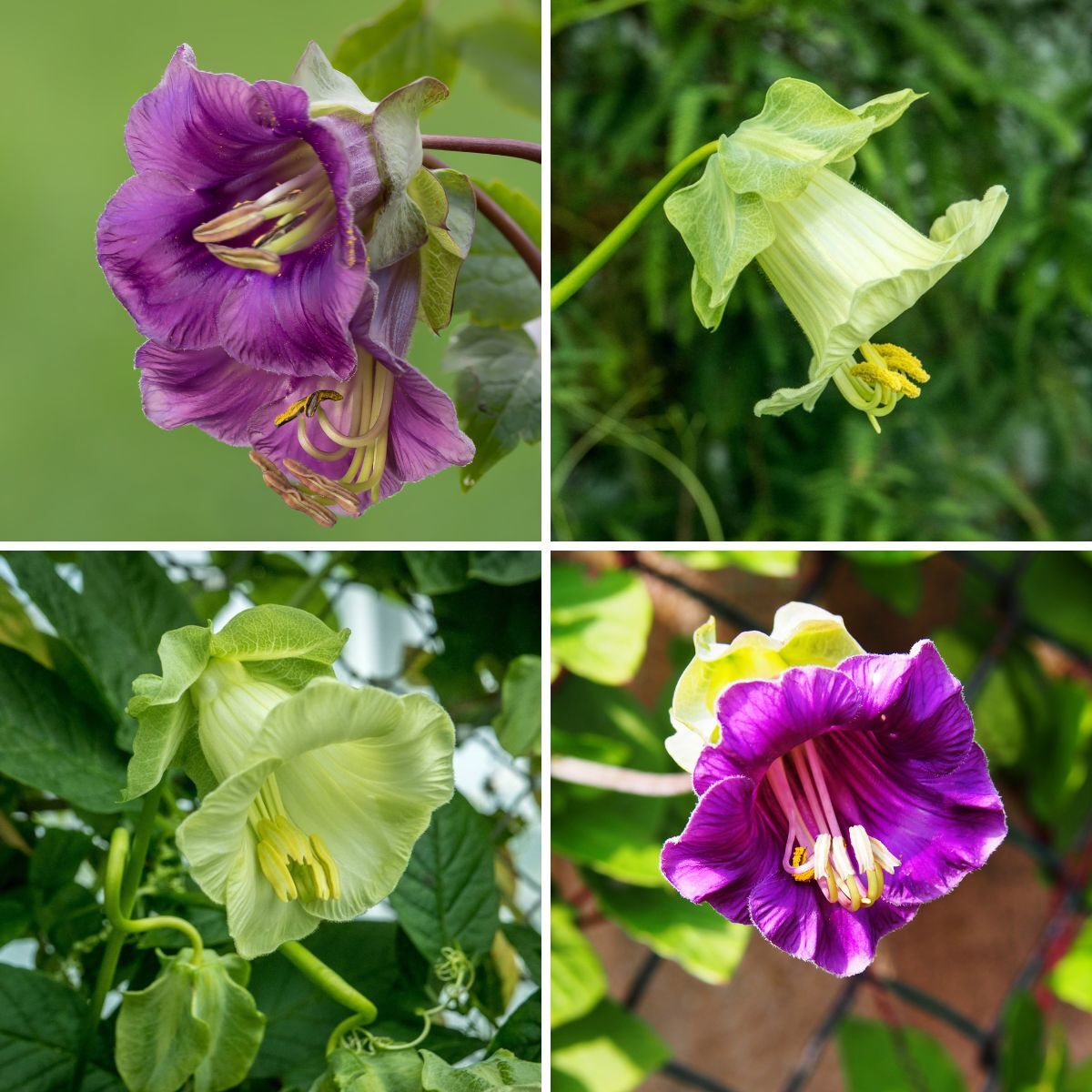 Cathedral Bells- Mix